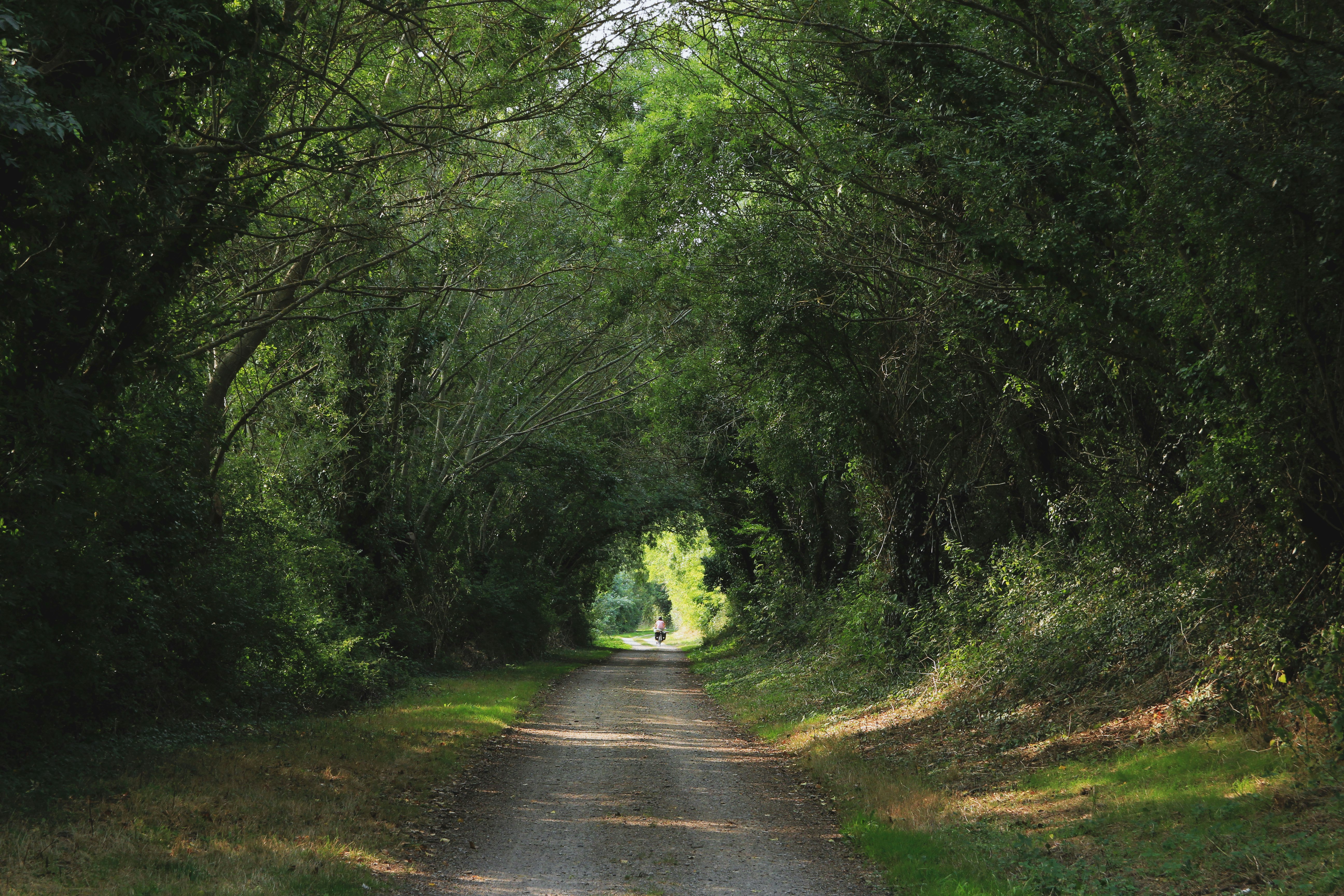 dirt road under trees